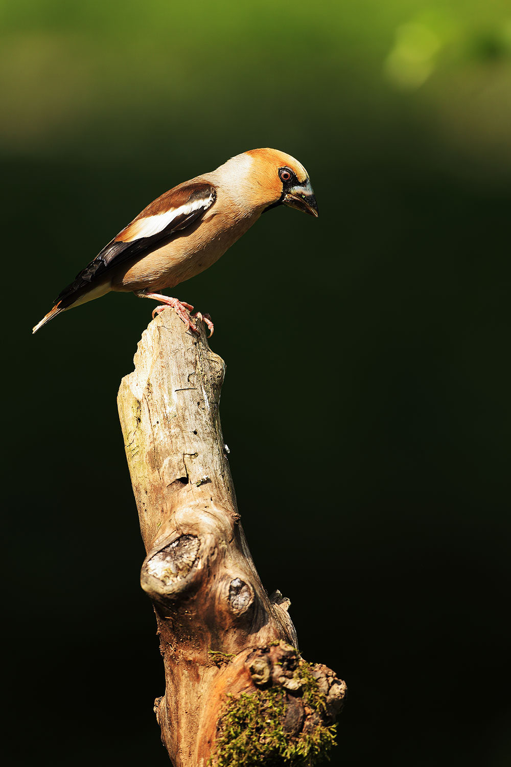 Hawfinch / dlask tlustozobý (Coccothraustes coccothraustes)