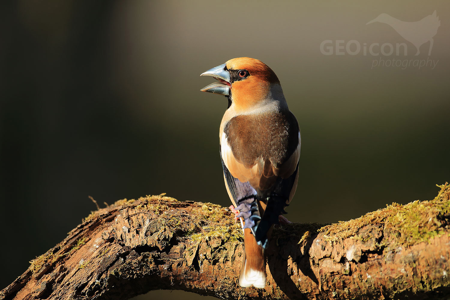 Hawfinch / dlask tlustozobý (Coccothraustes coccothraustes)