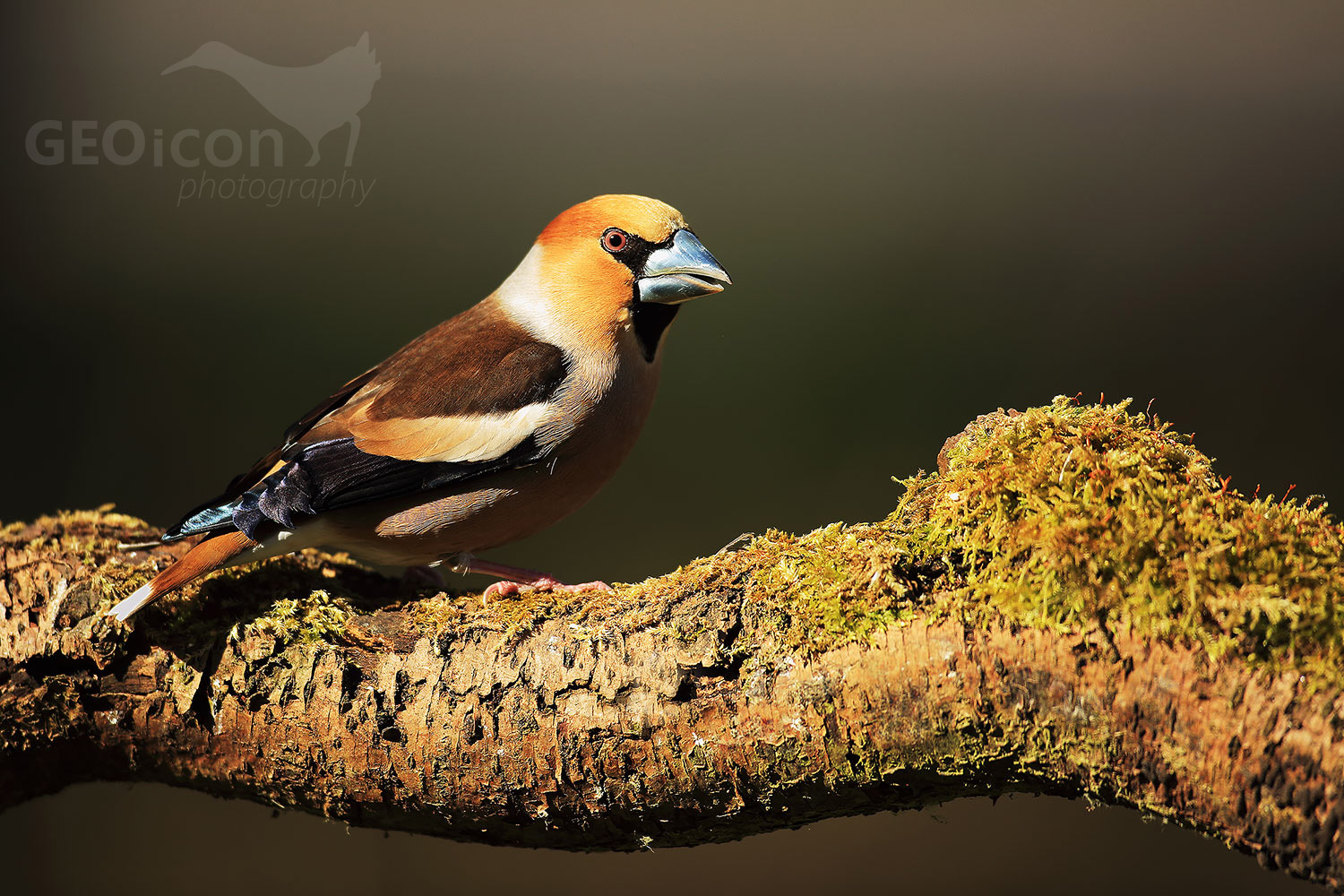 Hawfinch / dlask tlustozobý (Coccothraustes coccothraustes)