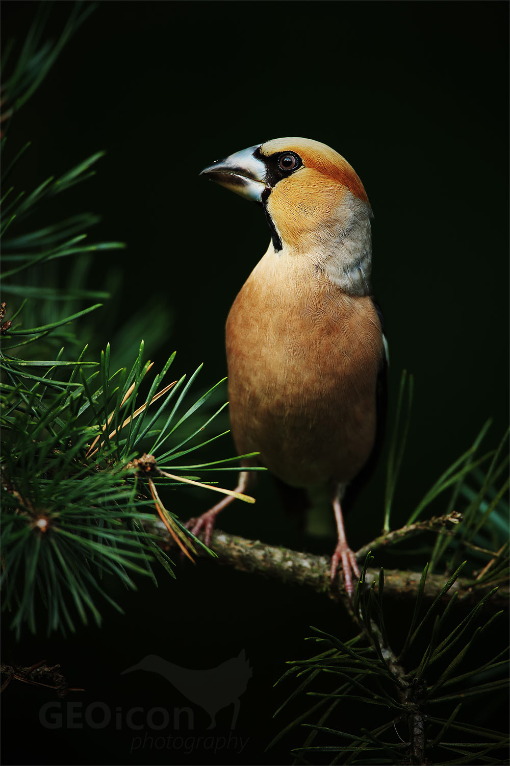 Hawfinch / dlask tlustozobý (Coccothraustes coccothraustes)