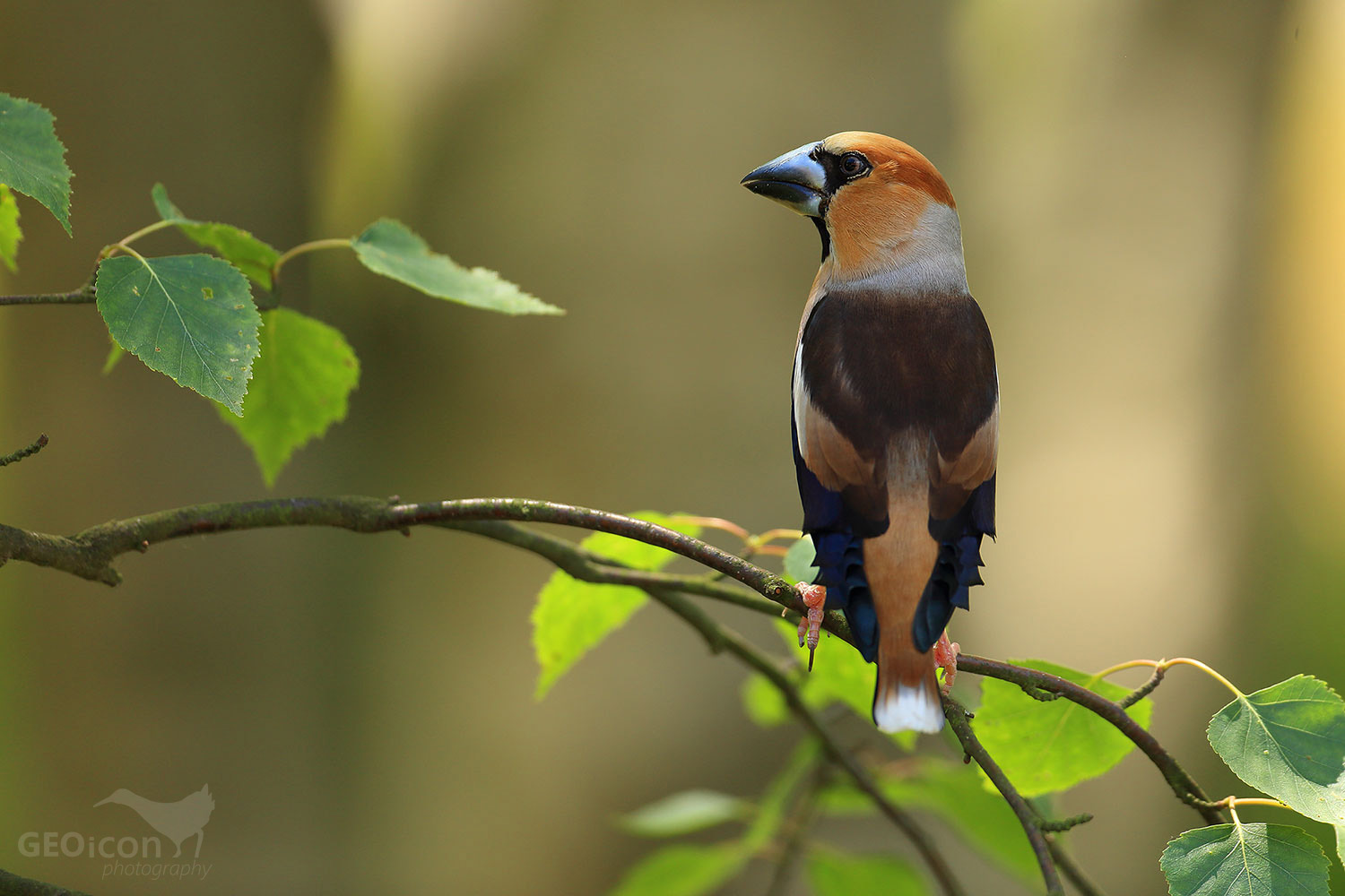 Hawfinch / dlask tlustozobý (Coccothraustes coccothraustes)
