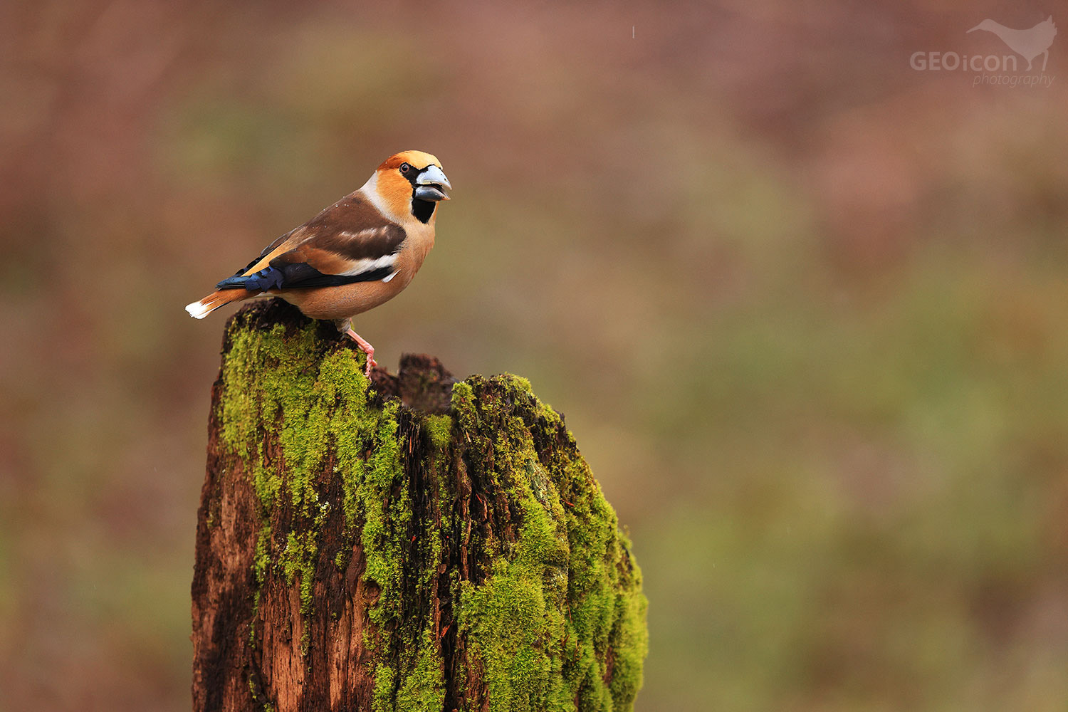 Hawfinch / dlask tlustozobý (Coccothraustes coccothraustes)