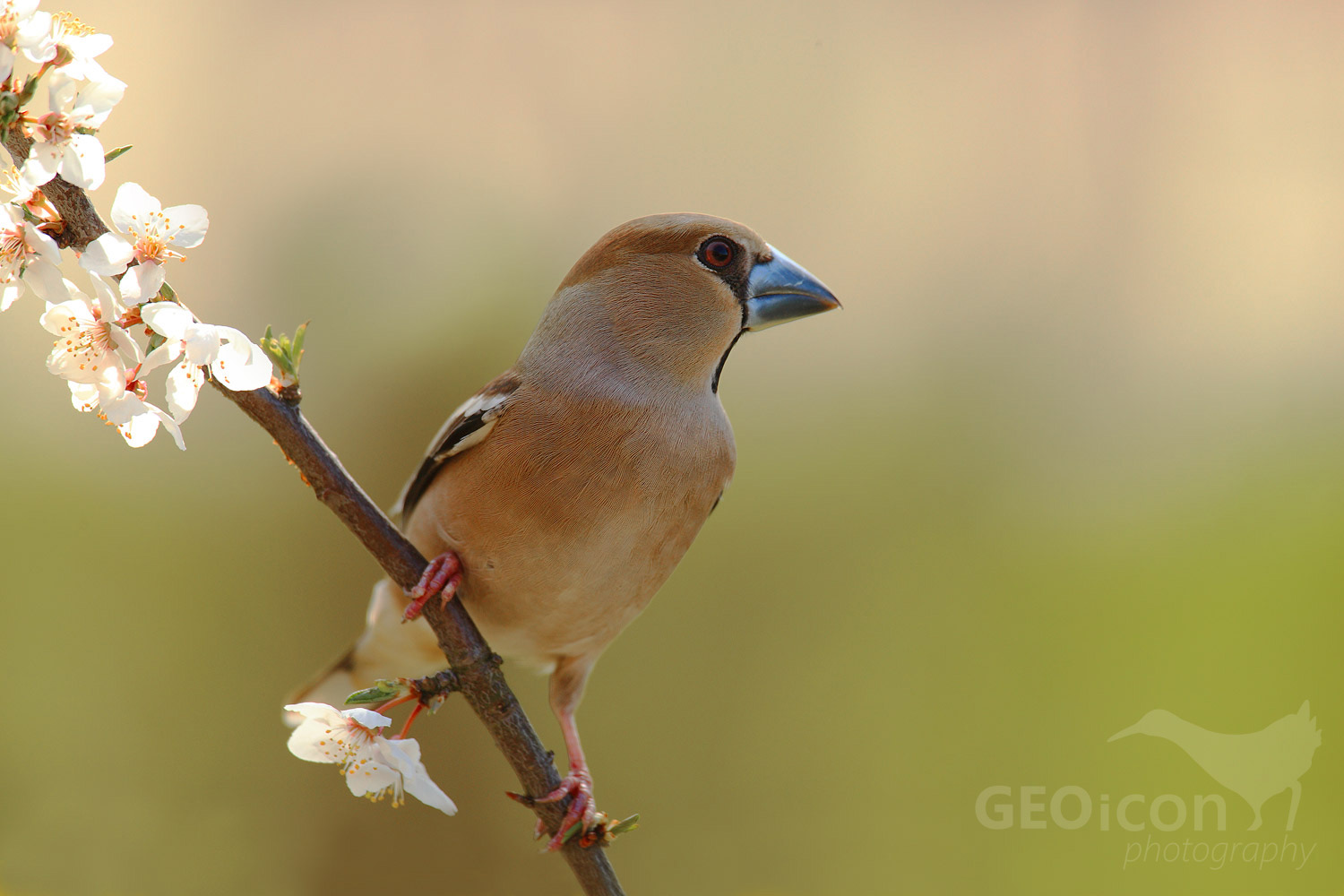 Hawfinch / dlask tlustozobý (Coccothraustes coccothraustes)