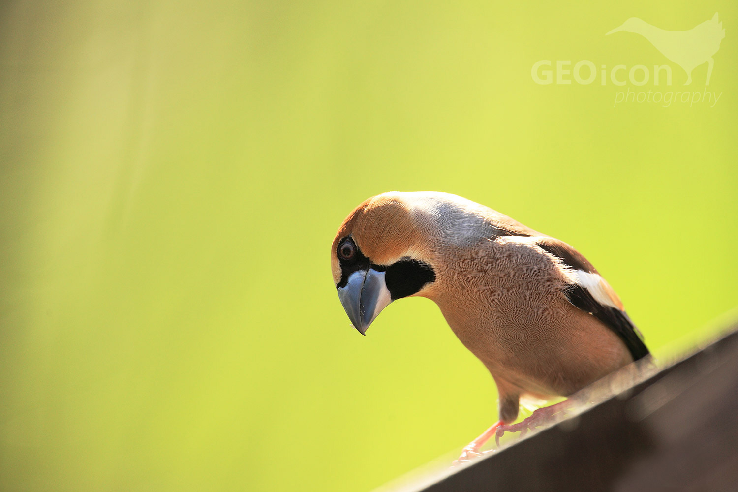 Hawfinch / dlask tlustozobý (Coccothraustes coccothraustes)
