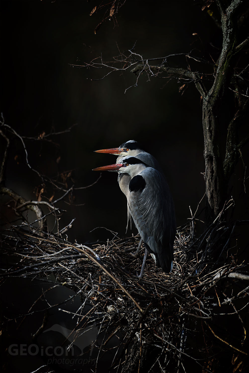 Grey heron / volavka popelavá (Ardea cinerea)