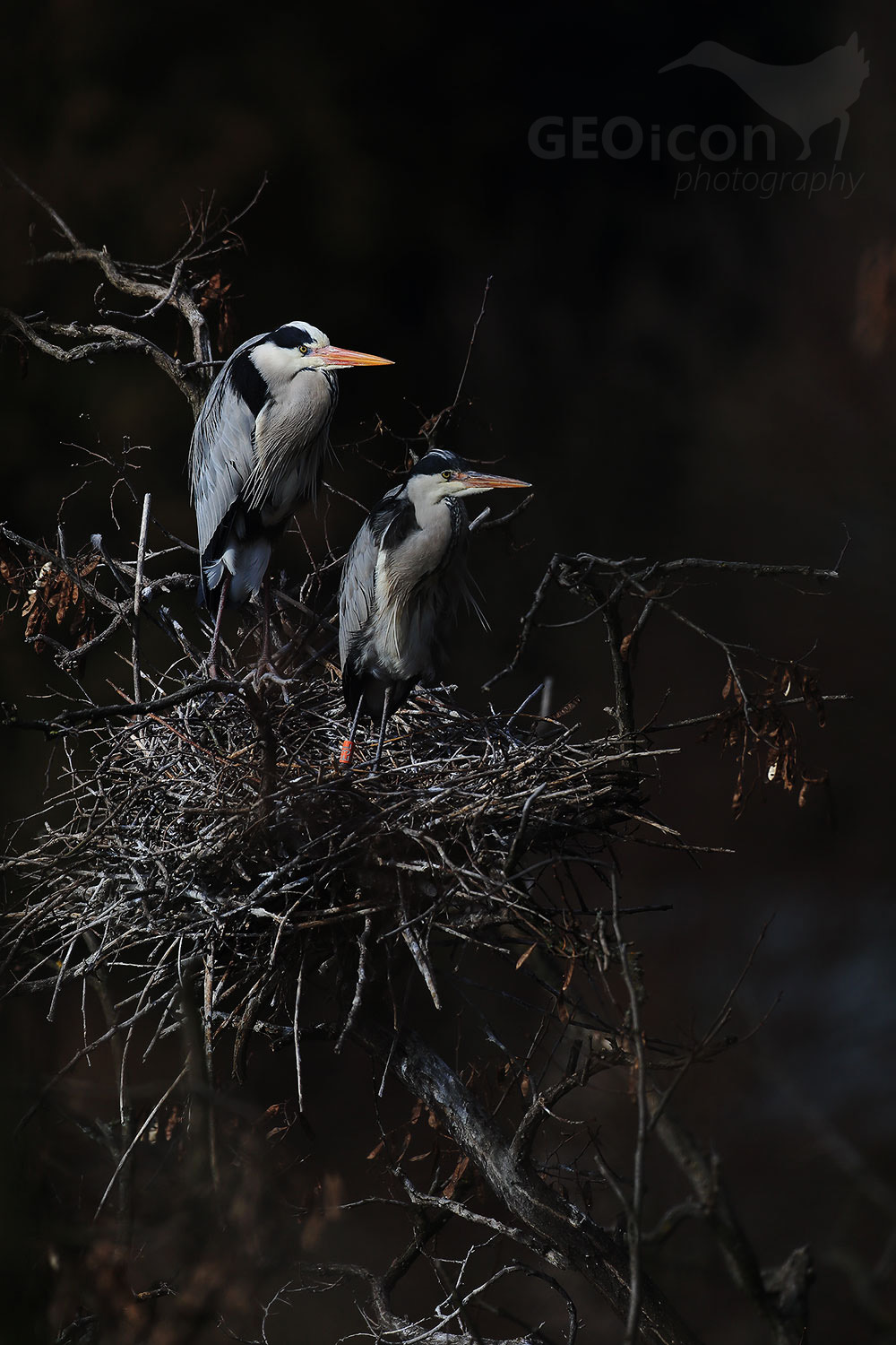 Grey heron / volavka popelavá (Ardea cinerea)