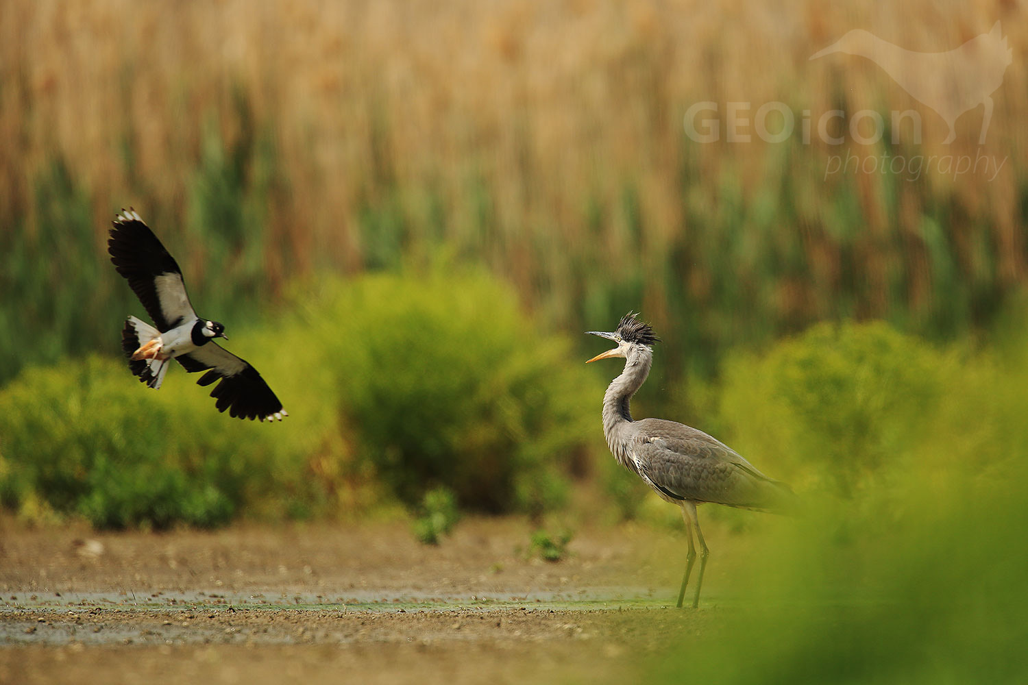 Grey heron / volavka popelavá (Ardea cinerea)