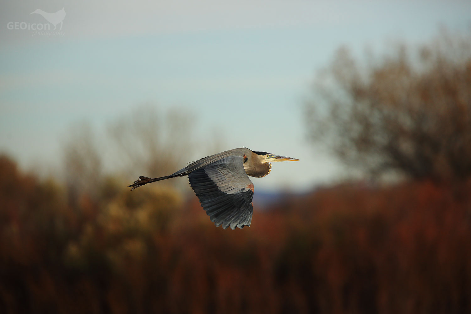 Great blue heron / volavka velká (Ardea herodias)