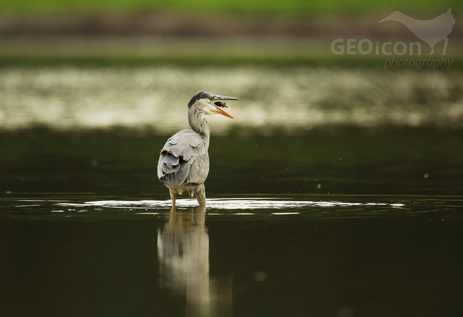 Grey heron / volavka popelavá (Ardea cinerea)