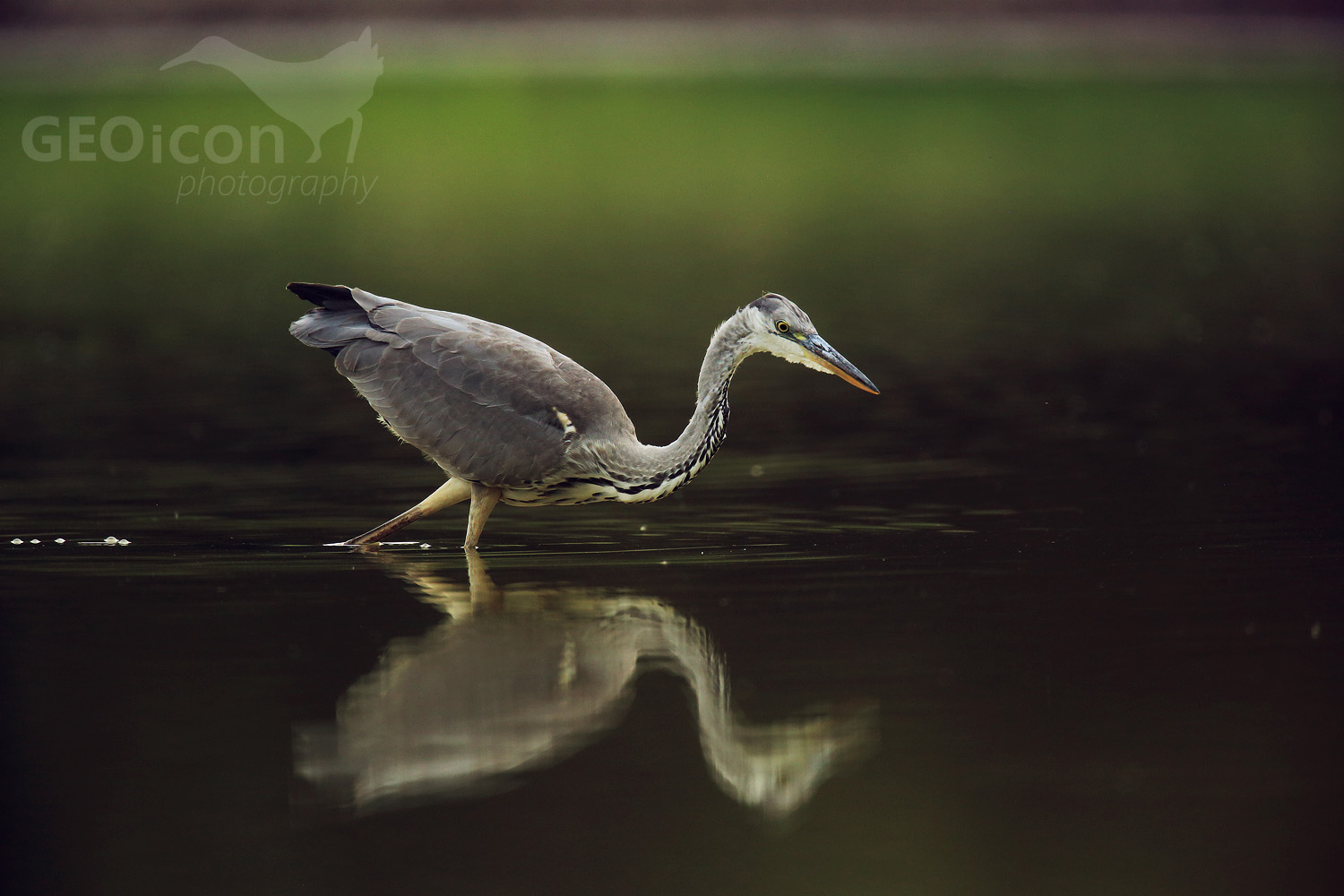 Grey heron / volavka popelavá (Ardea cinerea)