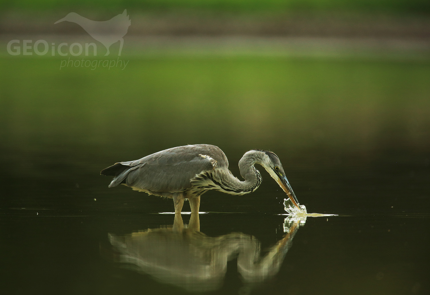 Grey heron / volavka popelavá (Ardea cinerea)