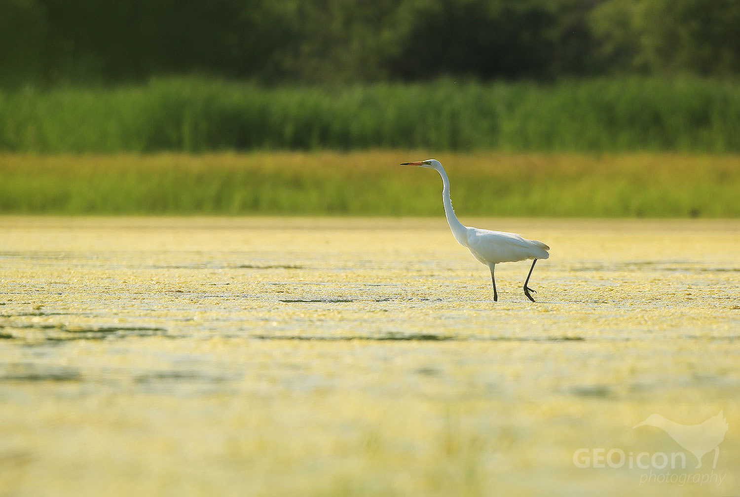 Great egret / volavka bílá (Egretta alba)