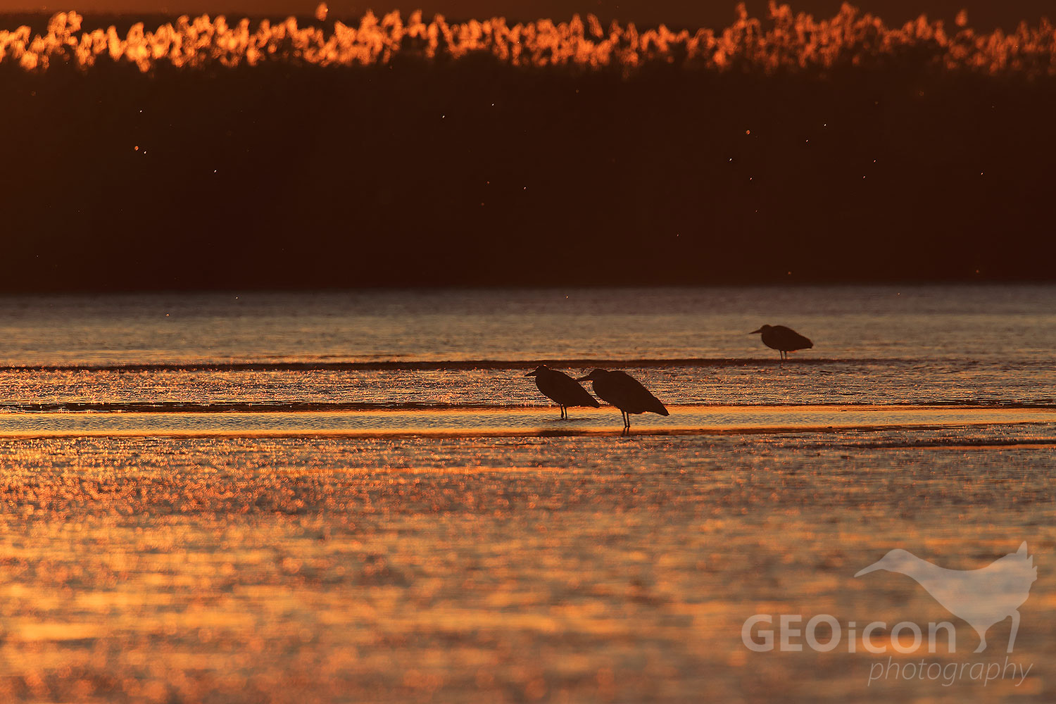 Grey heron / volavka popelavá (Ardea cinerea)