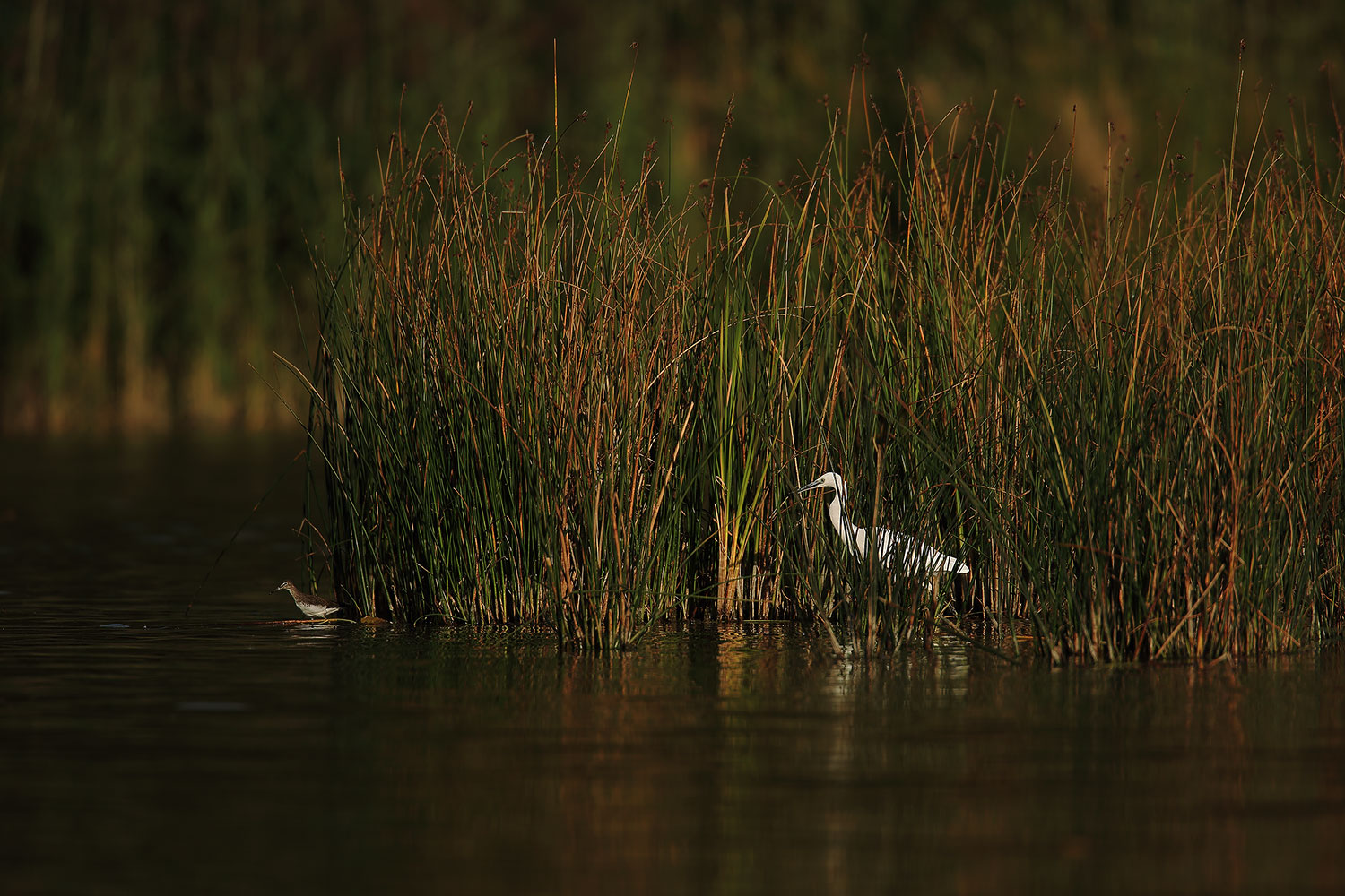 Little Egret / volavka stříbřitá (Egretta garzetta)