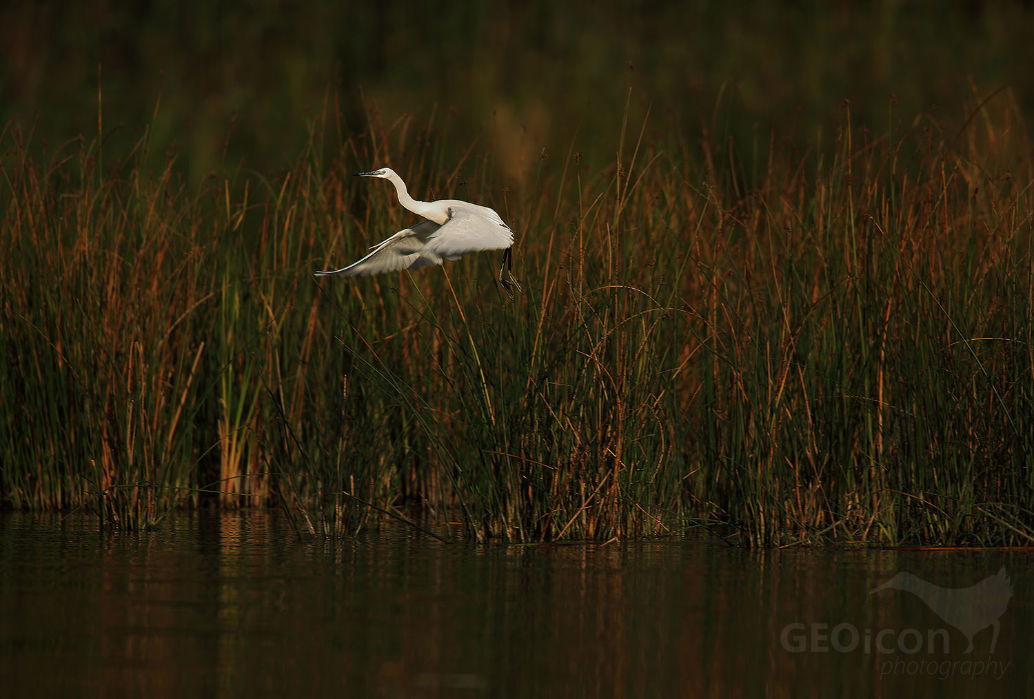 Little Egret / volavka stříbřitá (Egretta garzetta)