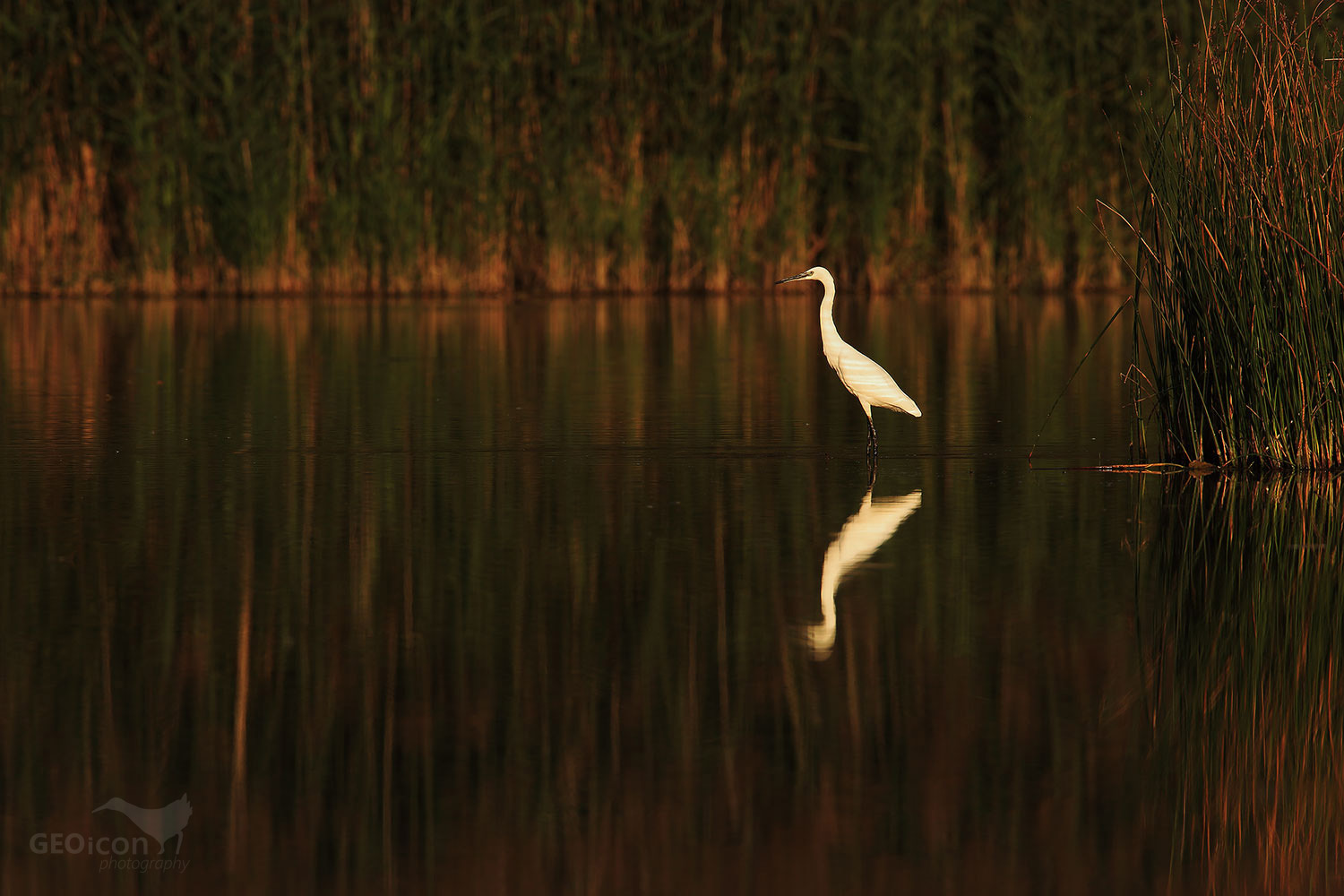 Little Egret / volavka stříbřitá (Egretta garzetta)