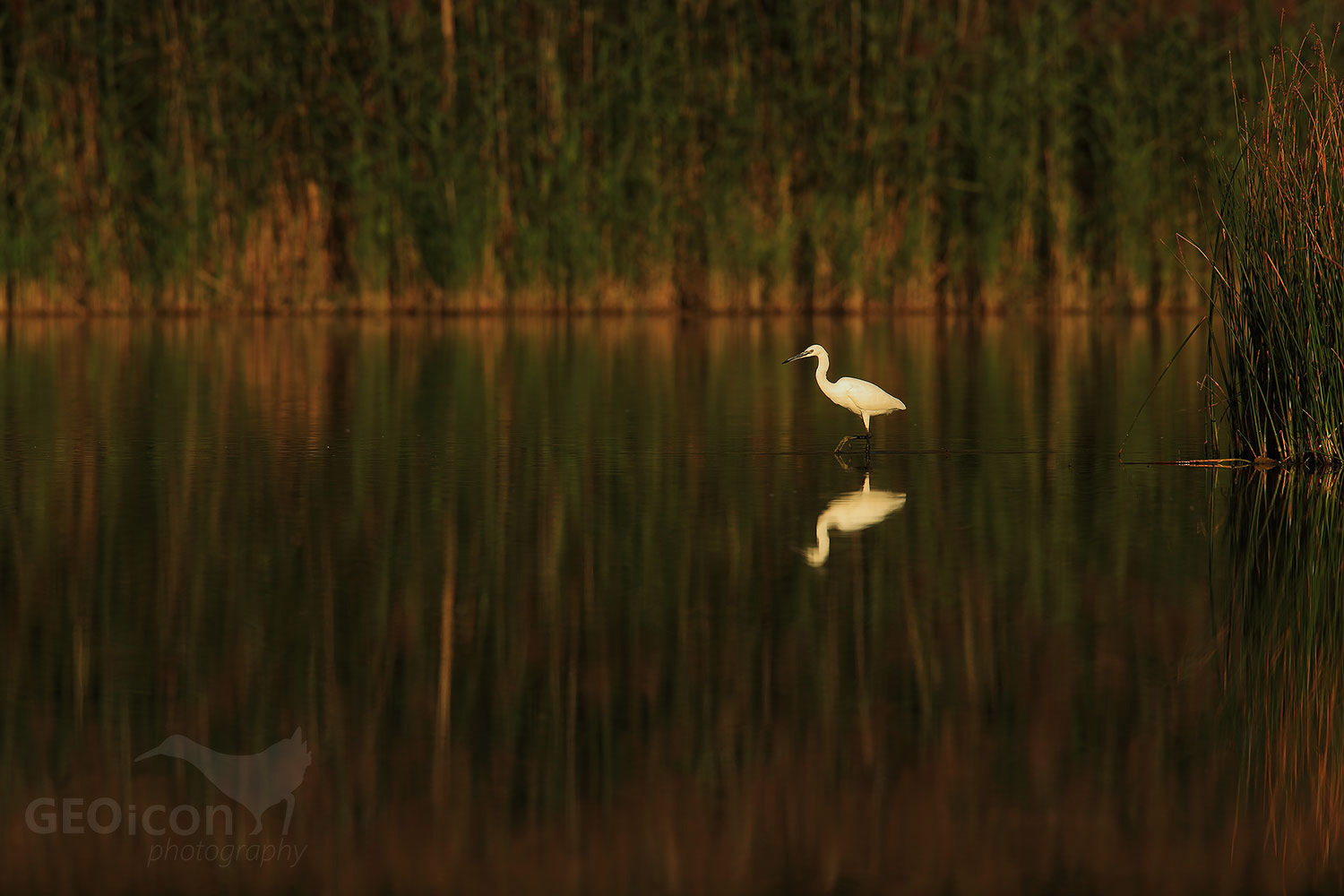 Little Egret / volavka stříbřitá (Egretta garzetta)