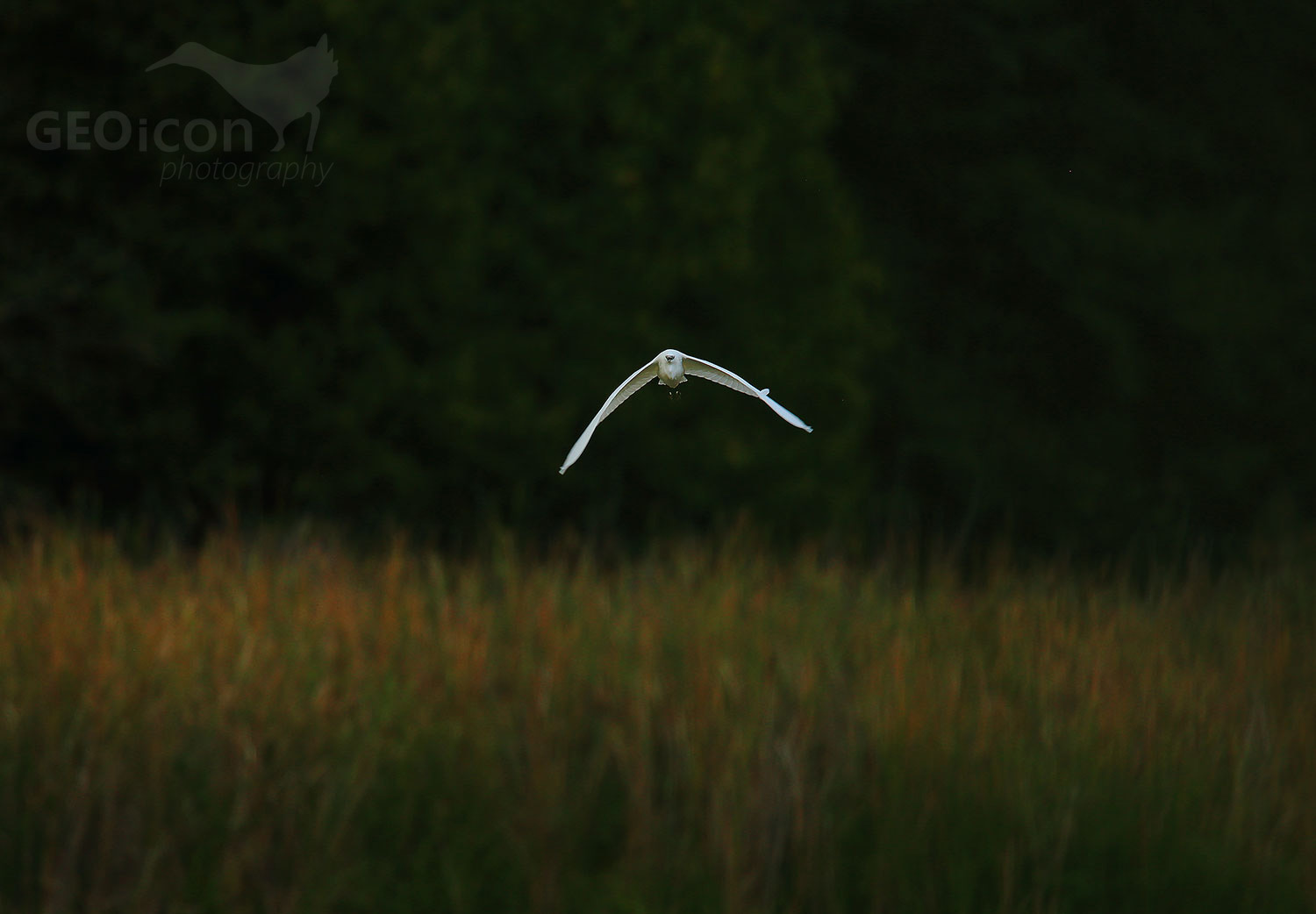 Little Egret / volavka stříbřitá (Egretta garzetta)