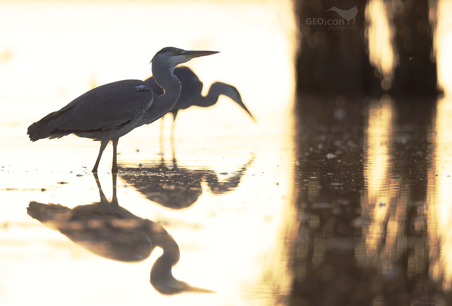 Grey heron / volavka popelavá (Ardea cinerea)