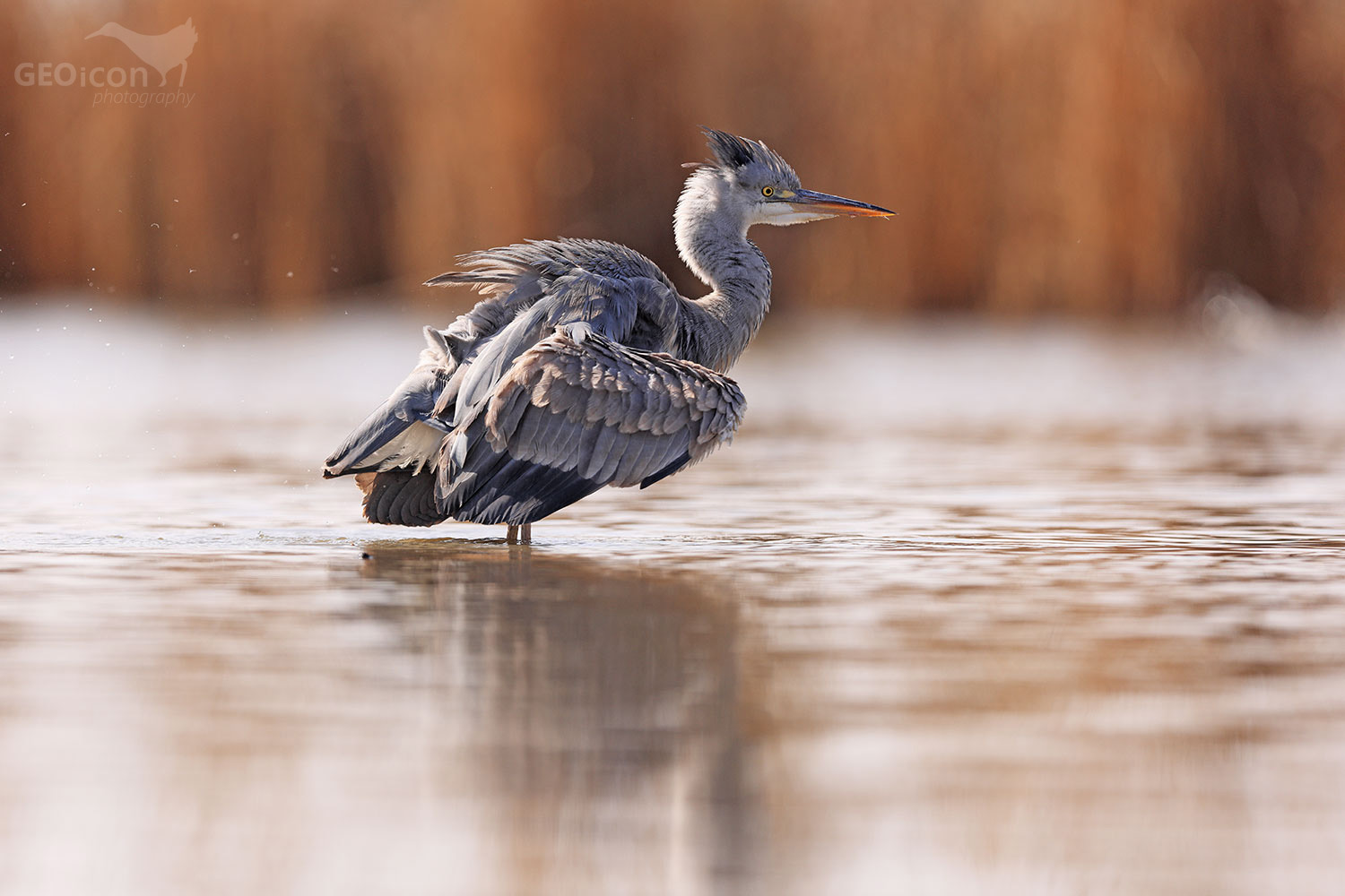 Grey heron / volavka popelavá (Ardea cinerea)