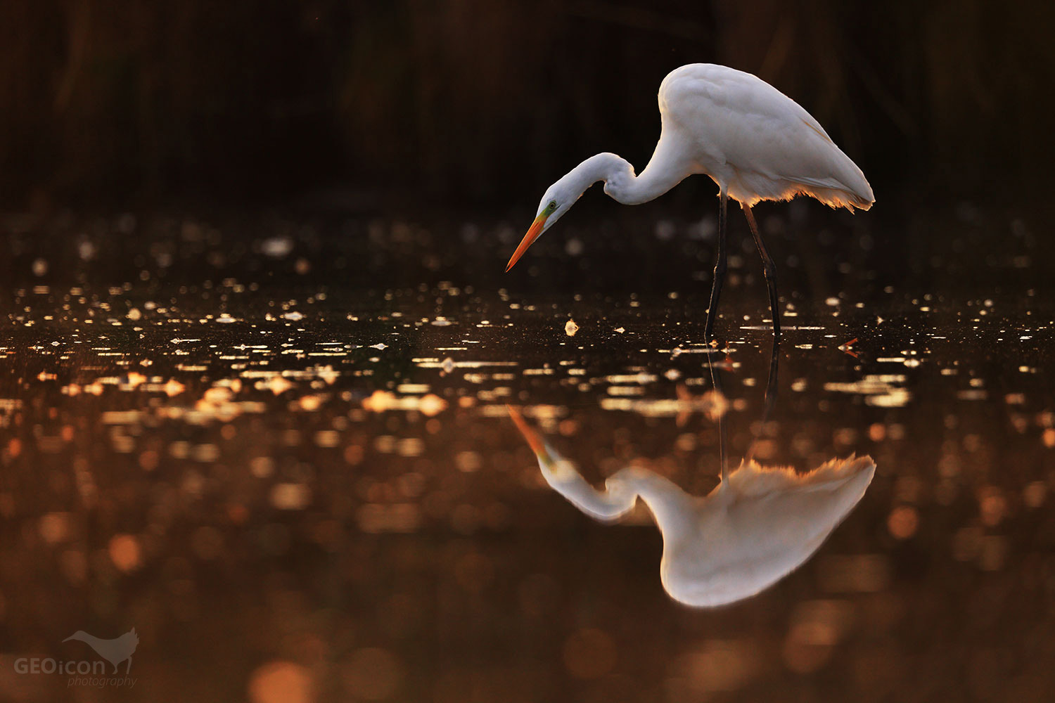Great egret / volavka bílá (Egretta alba)