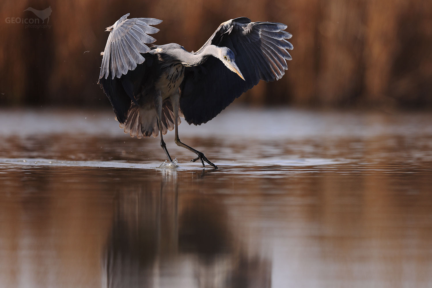 Grey heron / volavka popelavá (Ardea cinerea)