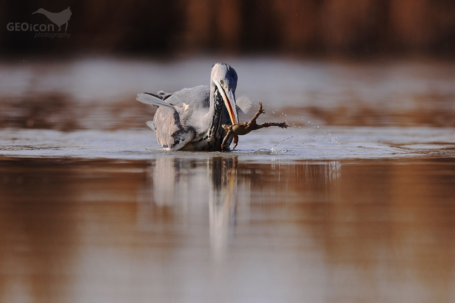 Grey heron / volavka popelavá (Ardea cinerea)