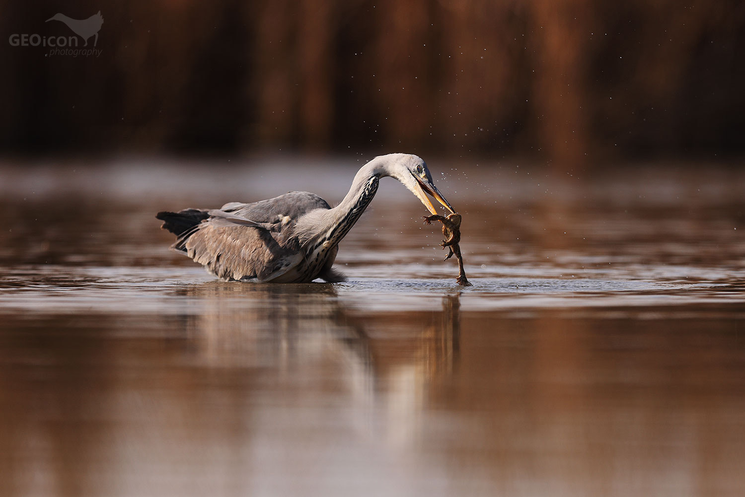 Grey heron / volavka popelavá (Ardea cinerea)