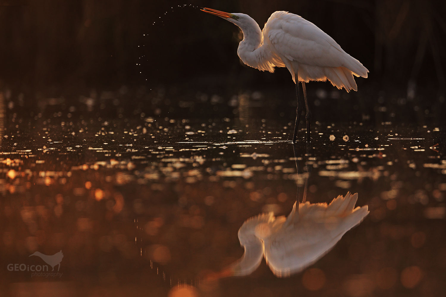 Great egret / volavka bílá (Egretta alba)