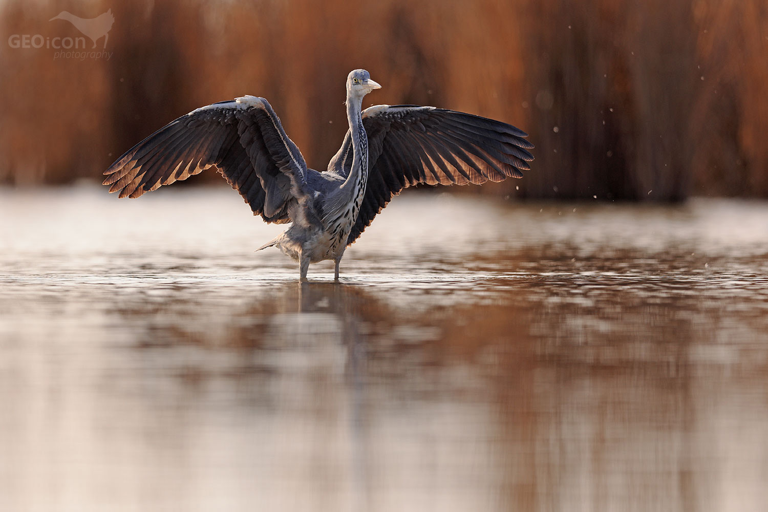 Grey heron / volavka popelavá (Ardea cinerea)