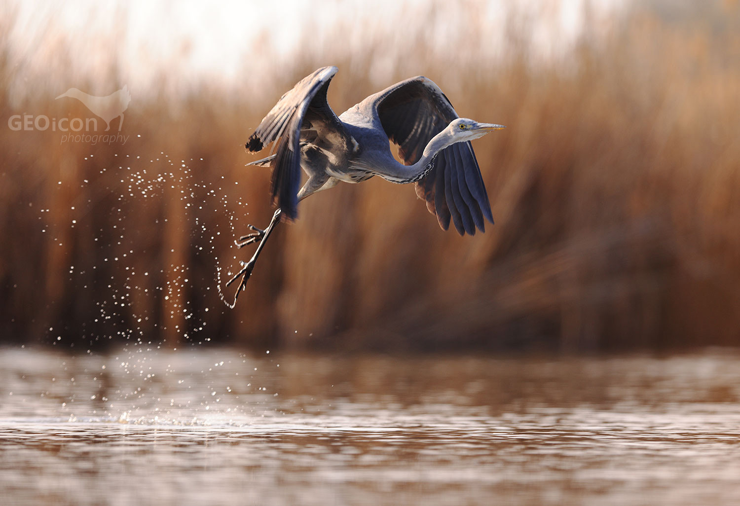 Grey heron / volavka popelavá (Ardea cinerea)