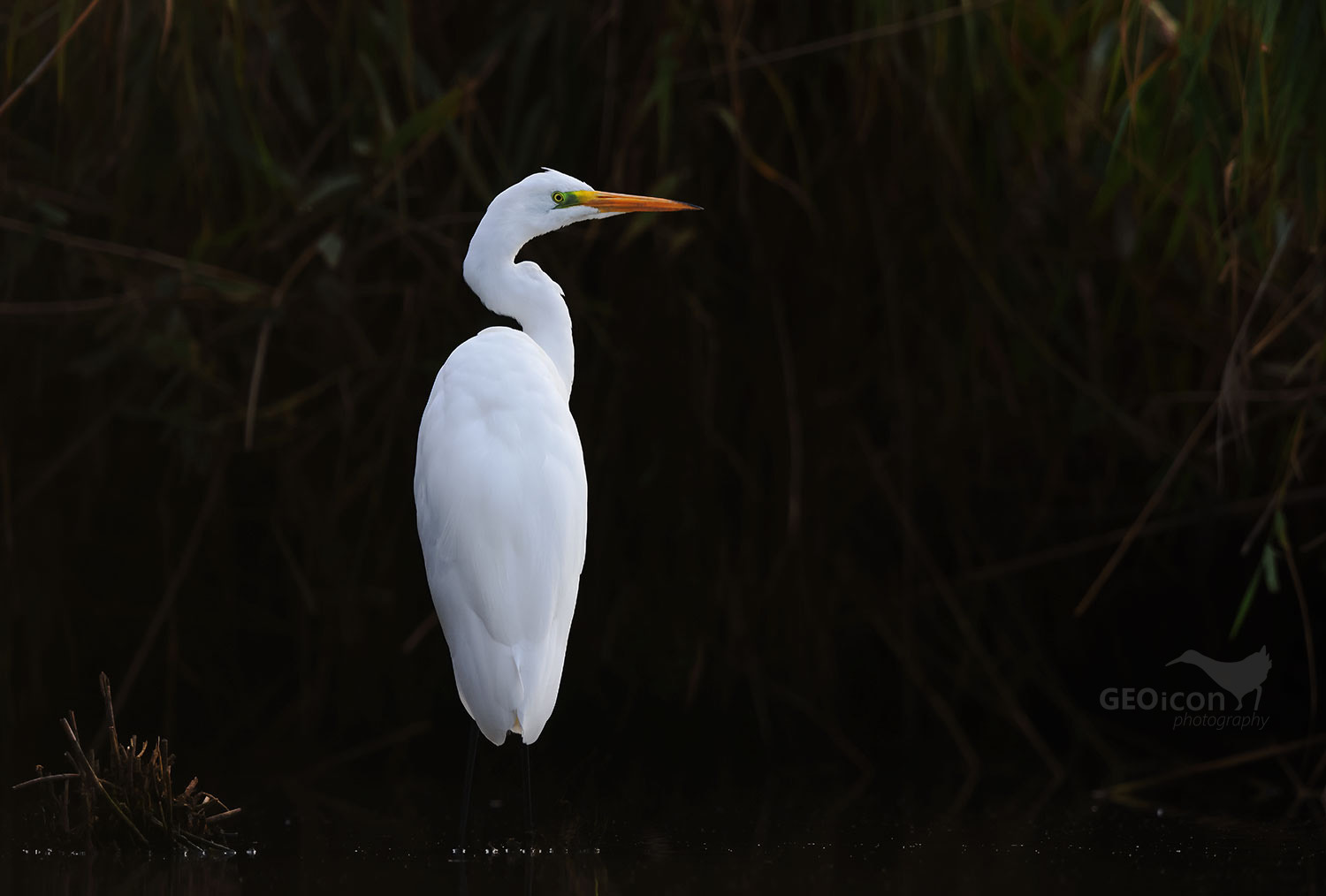 Great egret / volavka bílá (Egretta alba)