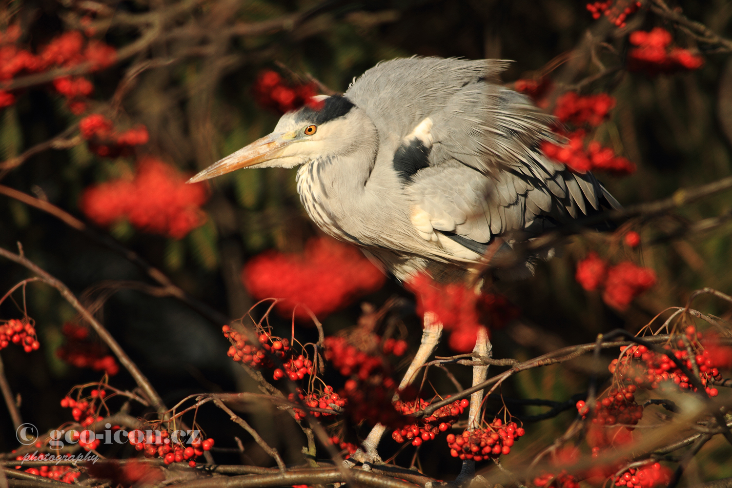 Grey heron / volavka popelavá (Ardea cinerea)