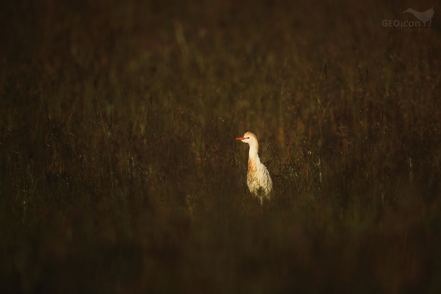 Cattle egret / volavka vlasatá (Bubulcus ibis)