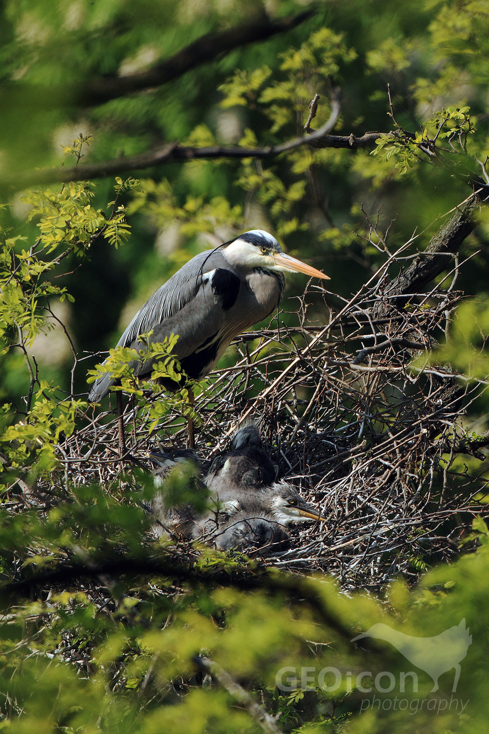 Grey heron / volavka popelavá (Ardea cinerea)