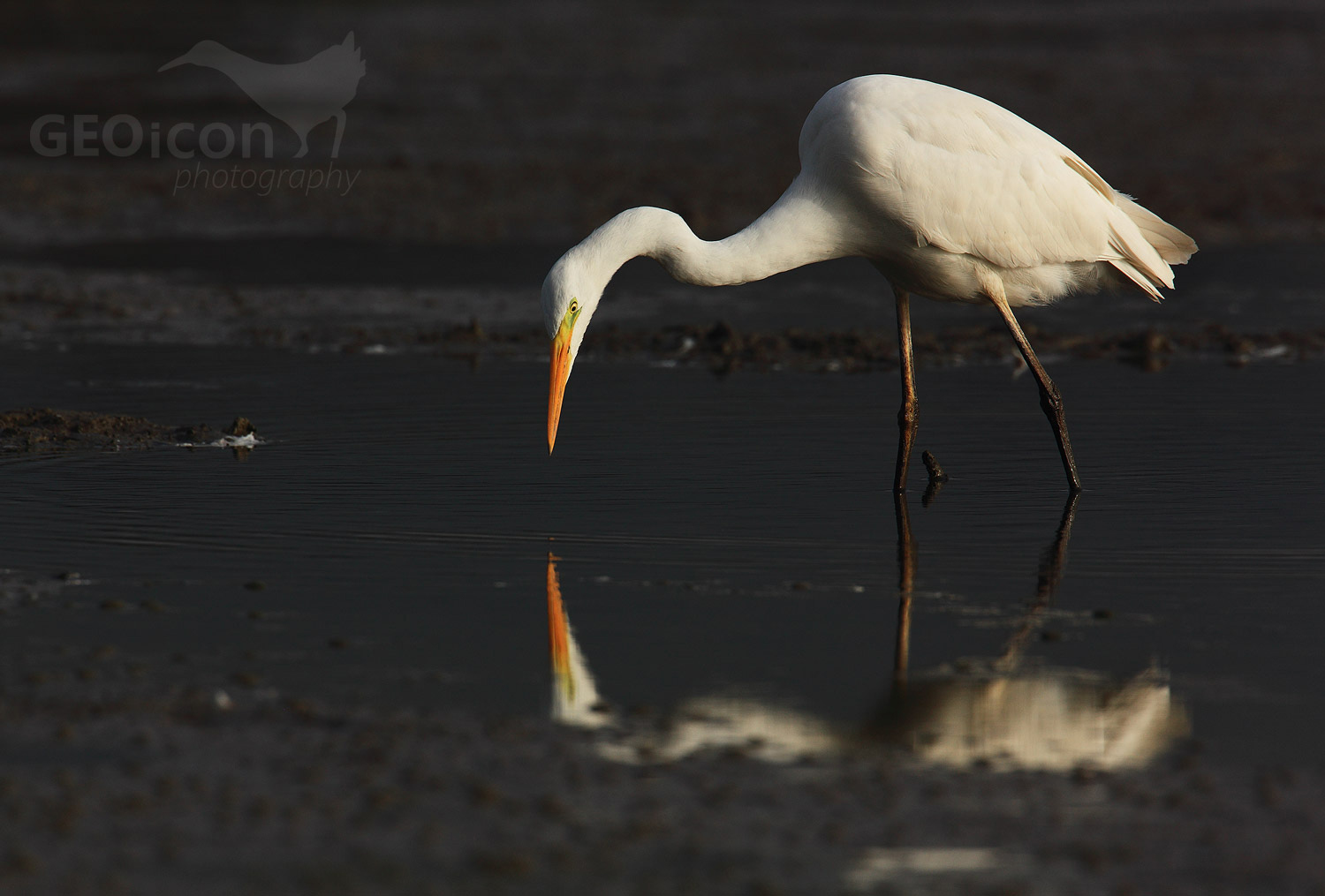 Great egret / volavka bílá (Egretta alba)