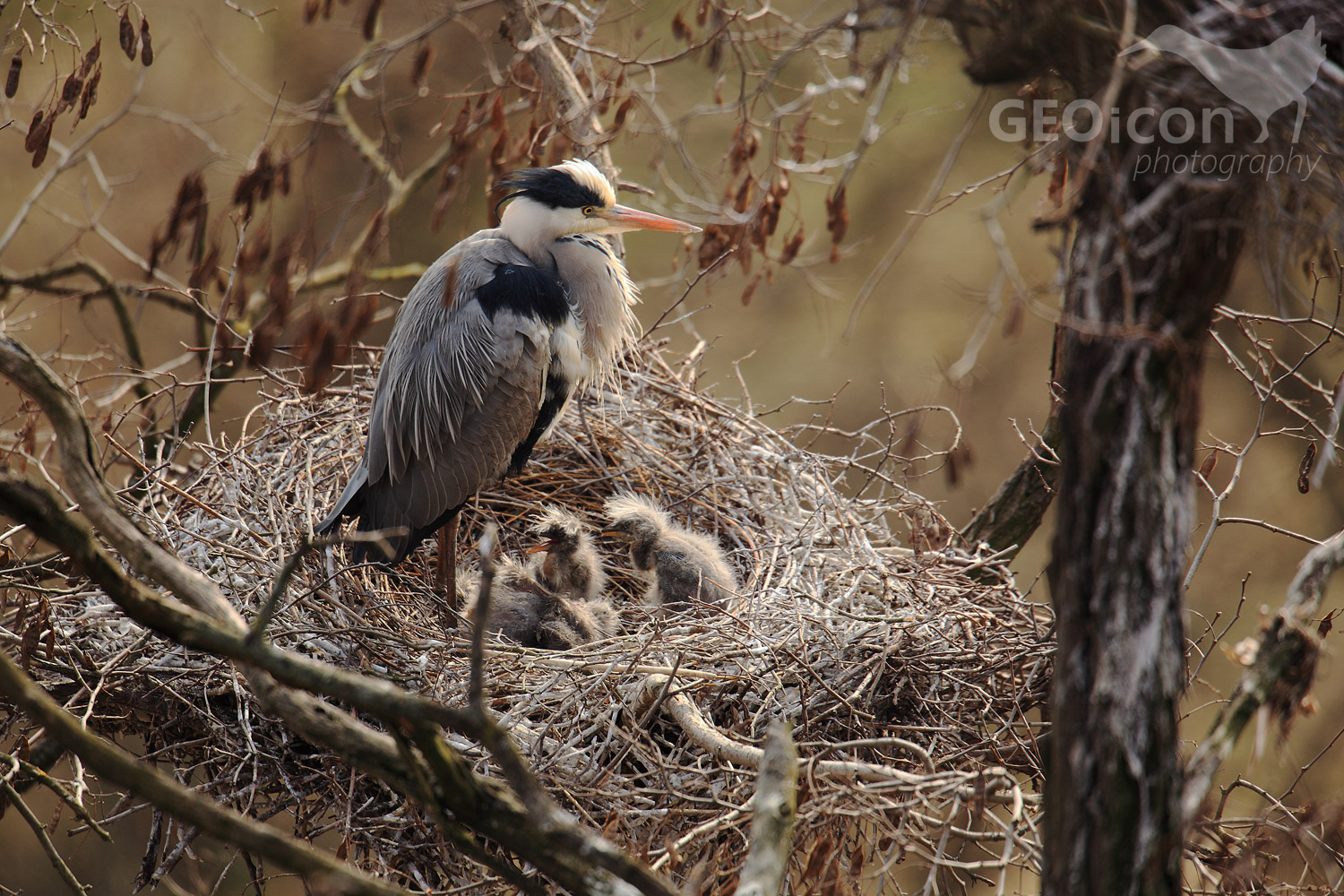 Grey heron / volavka popelavá (Ardea cinerea)