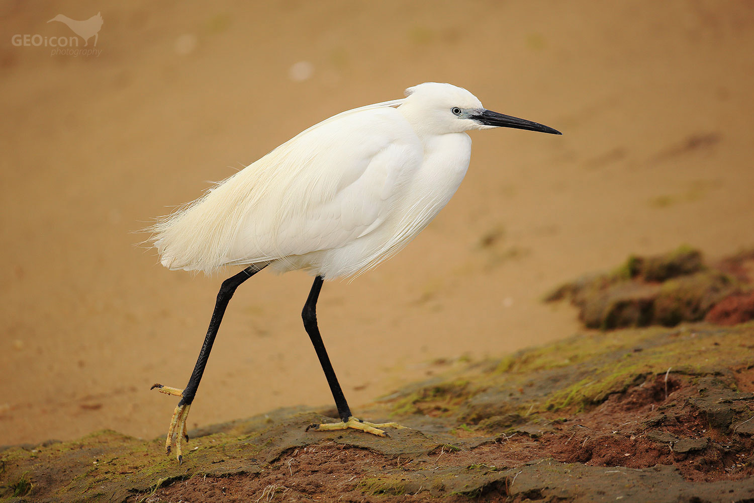 Little Egret / volavka stříbřitá (Egretta garzetta)