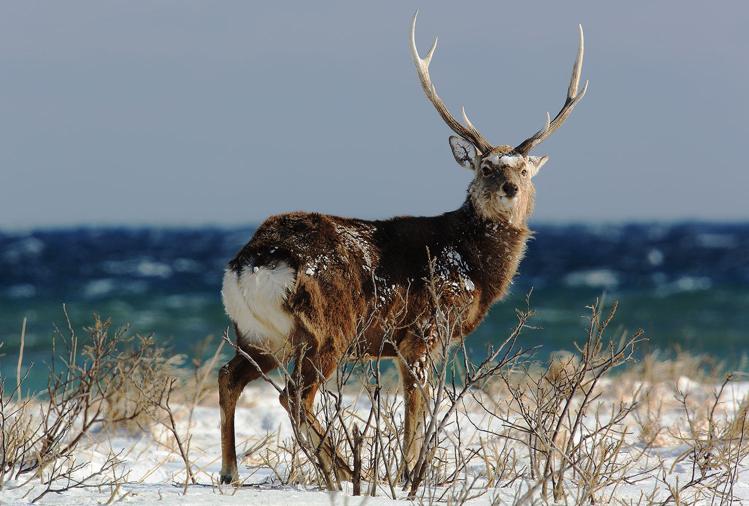 Sika deer / jelen sika (Cervus nippon)