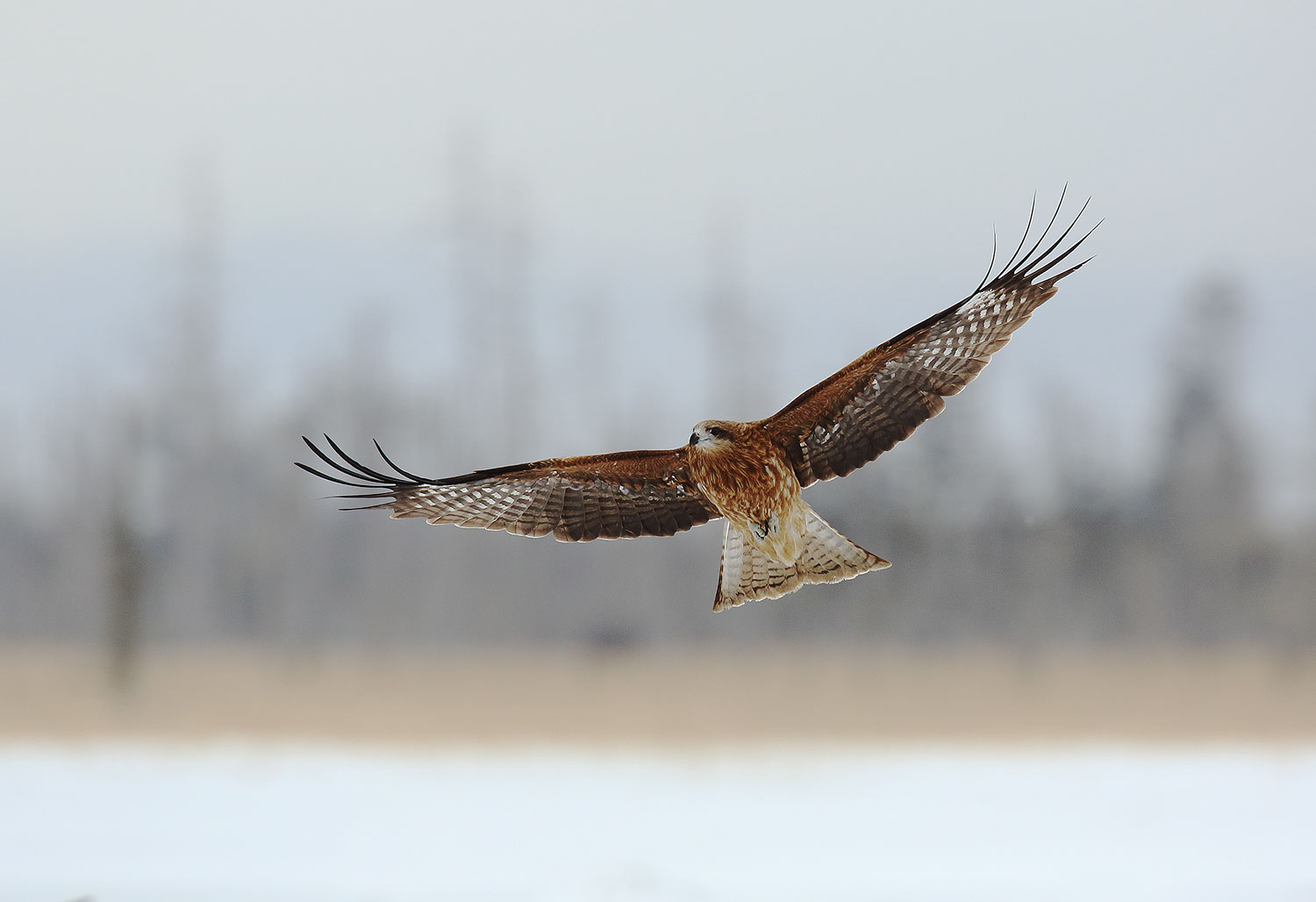 Black-eared kite / luňák hnědý černouchý (Milvus migrans lineatus)