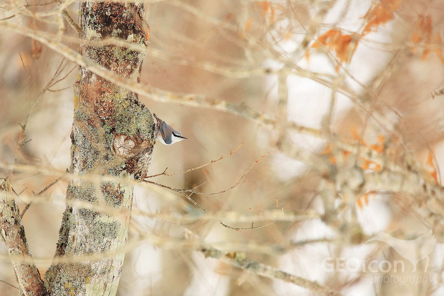 Chinesse nuthatch / brhlík japonský (Sitta villosa)