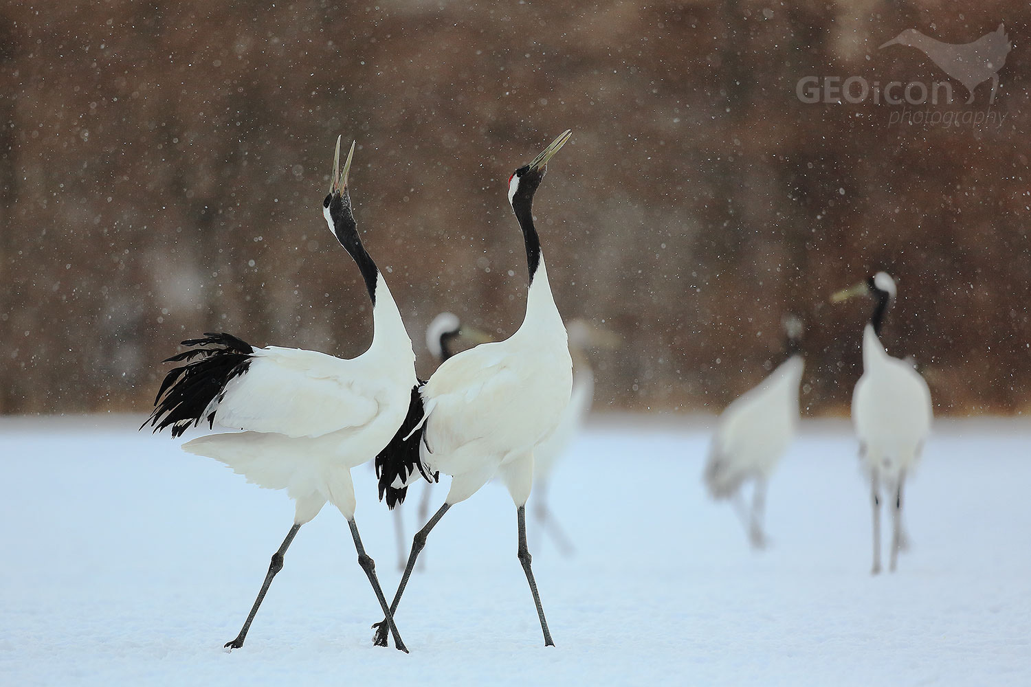 Red crowned crane / jeřáb mandžuský (Grus japonensis)