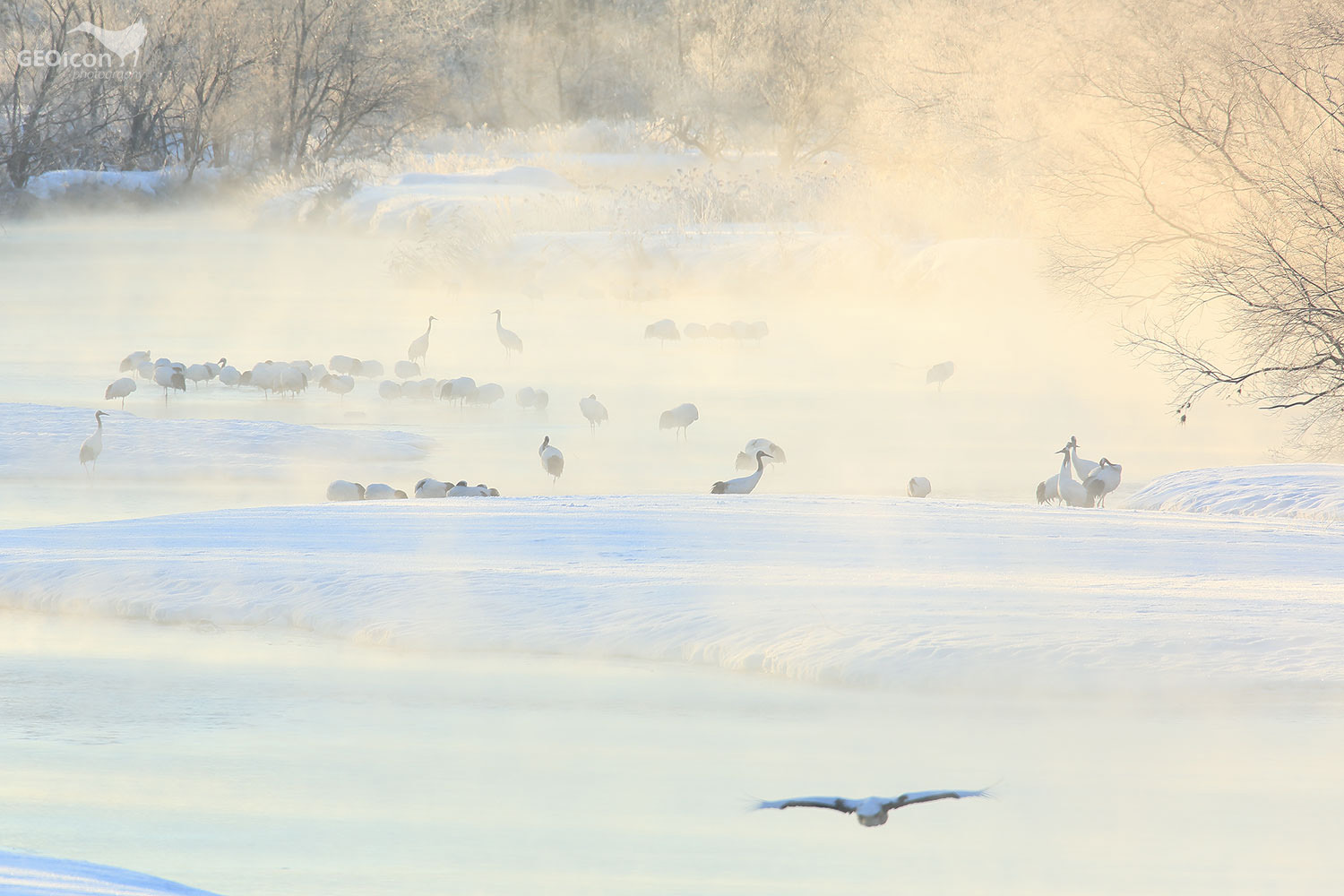 Red crowned crane / jeřáb mandžuský (Grus japonensis)