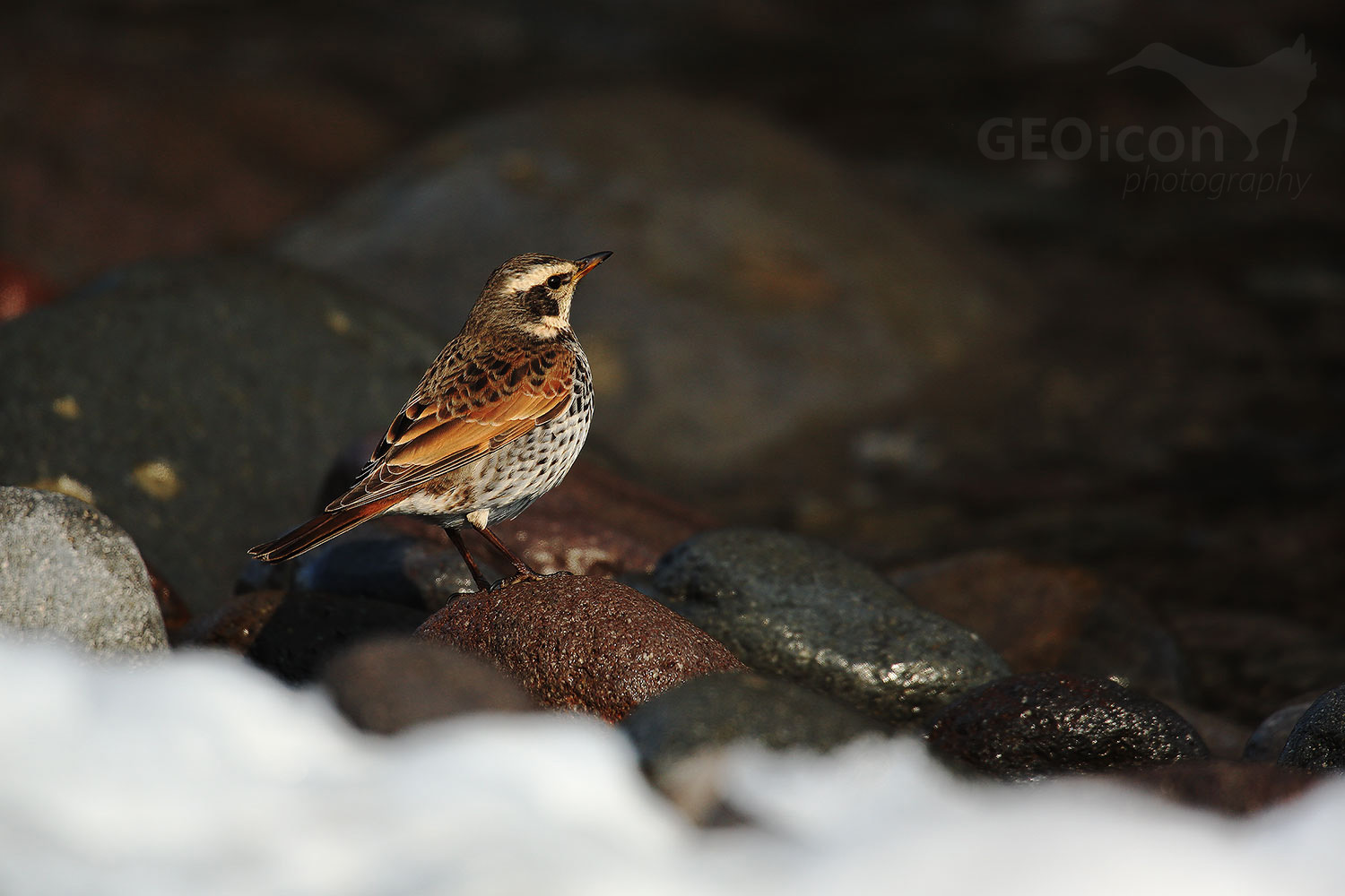 Naumann's thrush / drozd rezavý (Turdus Naumanni)
