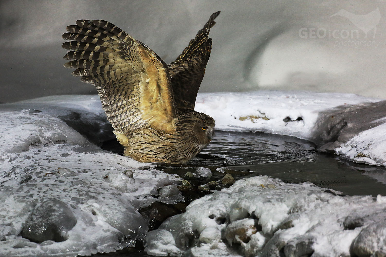 Blakistins fish owl / výr Blakistonův (Bubo Blakistoni)