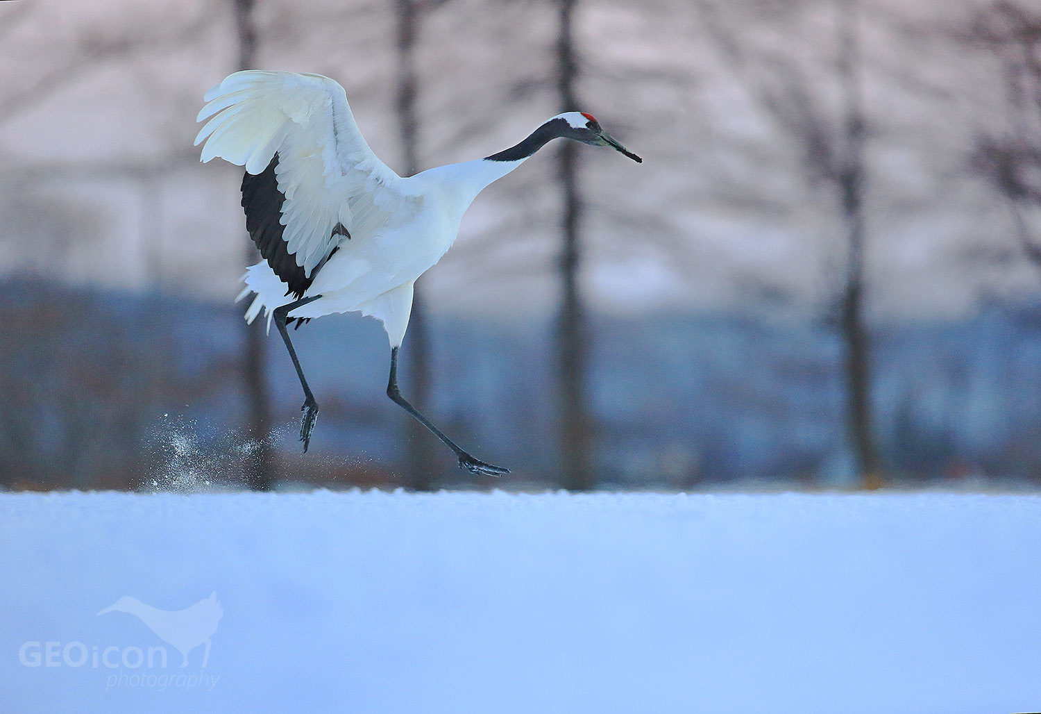 Red crowned crane / jeřáb mandžuský (Grus japonensis)
