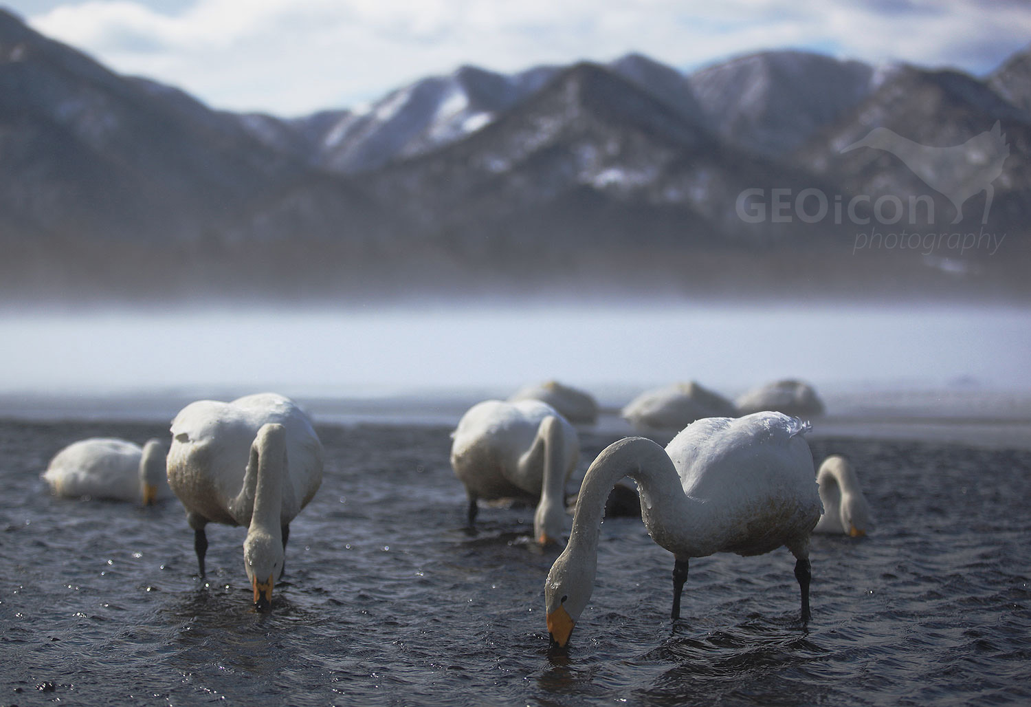 Whooper swan / labuť zpěvná (Cygnus cygnus)