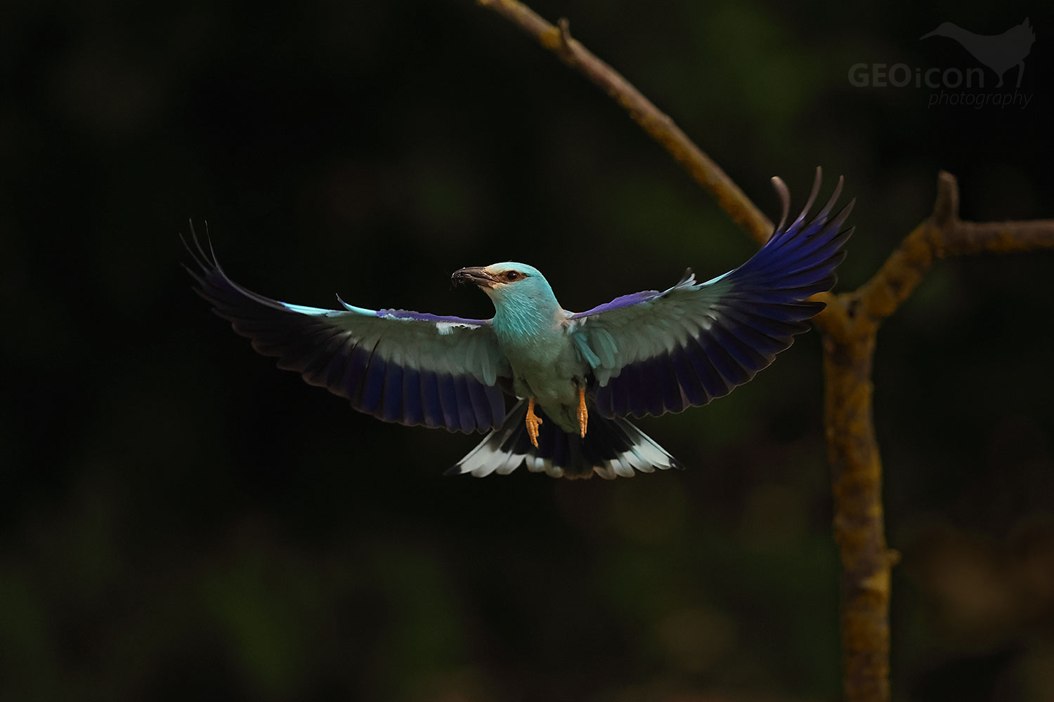 European roller (Coratias garrulus)