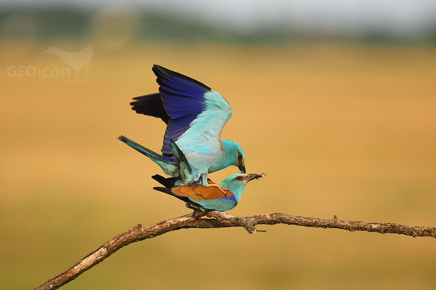 European Roller (Coracias garrulus)