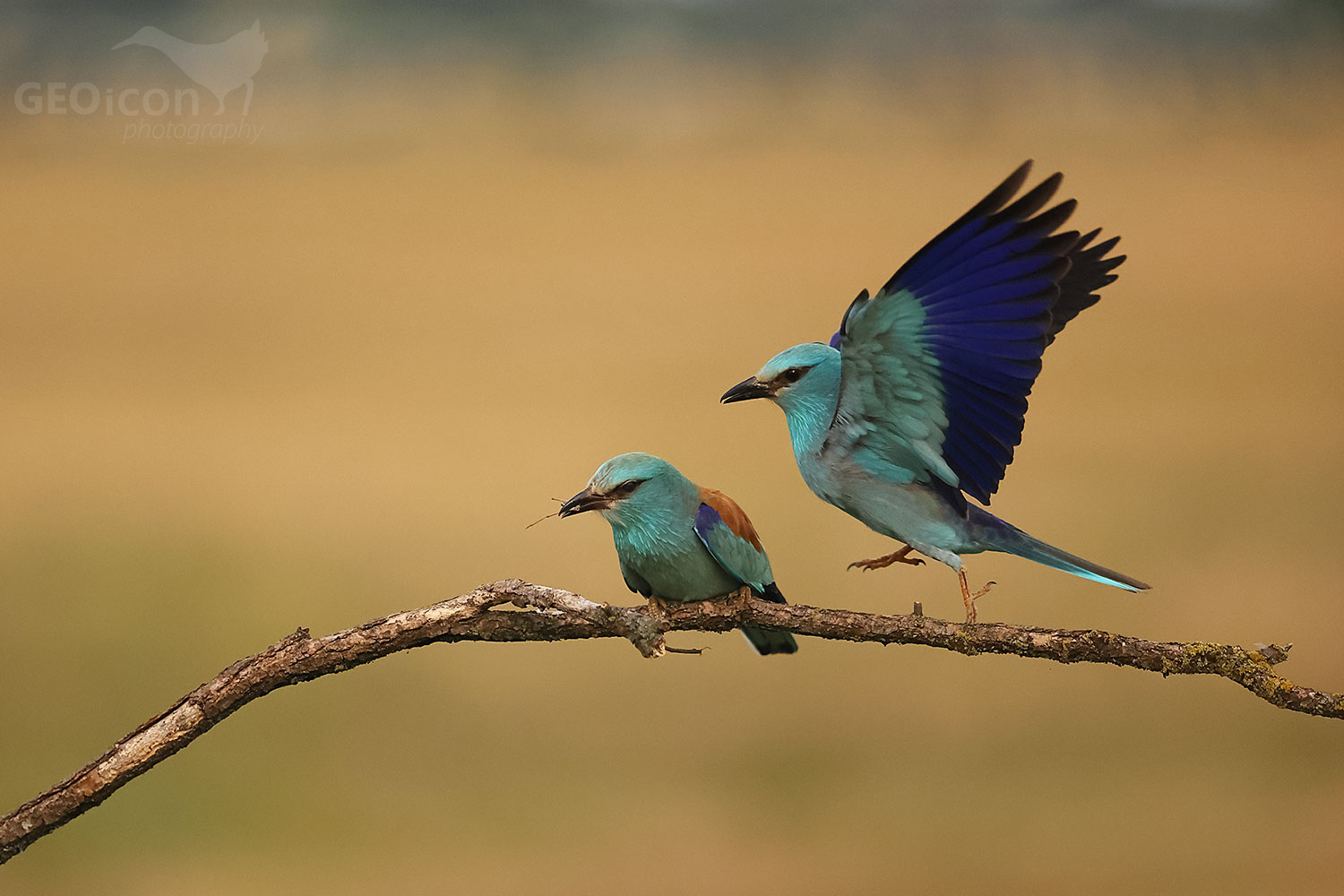 European Roller (Coracias garrulus)